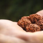 Rudraksha - Bhagwan Shiva ka divya suraksha kavach 🔱